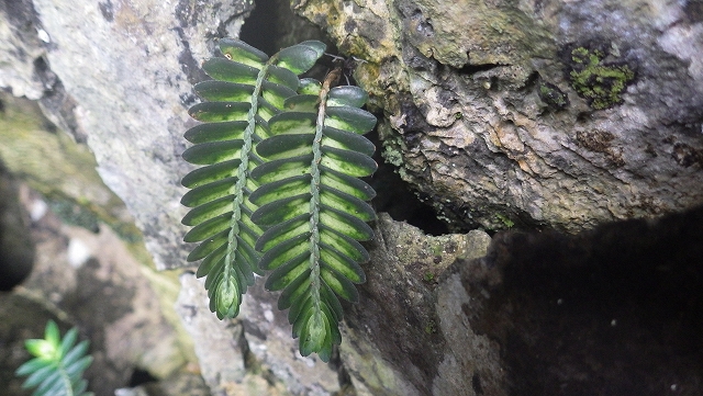 エラトステマ Elatostema salvinioides N.Chiang Rai TK便 – 熱帯植物.com